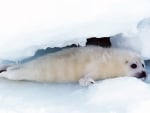 arctic seal