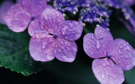 Hydrangea - summer, flower, purple, dew, blue, water drops, hydrangea, skin, green