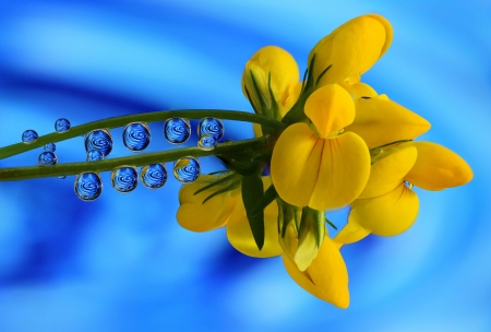 Flowers and water drops