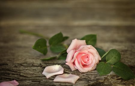 Rose - trandafir, gift, delicate, for you, rose, fragrant, pink, petals, splendor, perfume, one rose, flower