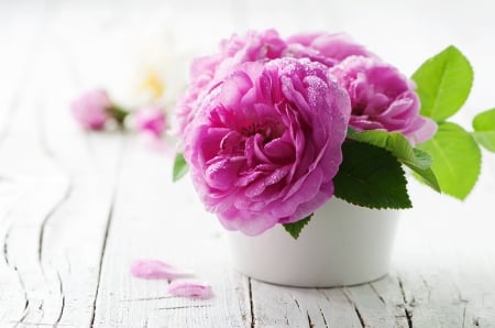 Roses - vase, white, green, trandafir, rose, flower, pink