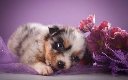 Puppy - caine, purple, puppy, dog, animal, cute, flower