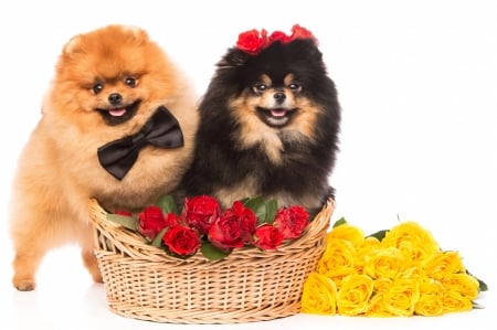 Puppies - couple, puppy, basket, black, rose, caine, white, bow, spitz, yellow, red, dog, cute, flower