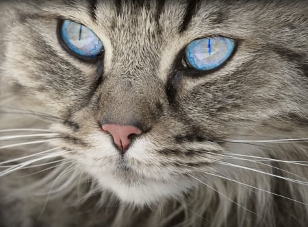 Cat - animal, pisica, face, cat, blue eyes