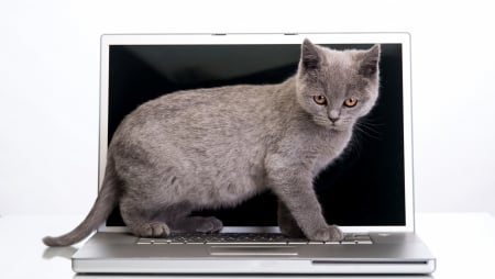 Kitten - white, pisica, animal, funny, kitten, cat, grey, laptop