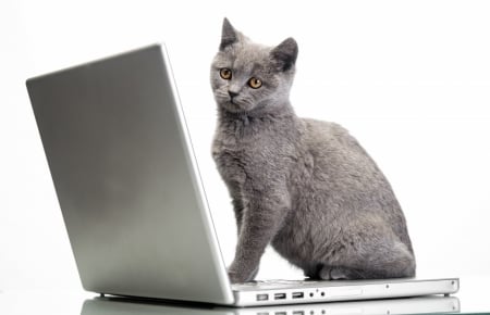 Hi, Tomcat! - white, pisica, animal, funny, kitten, cat, grey, laptop