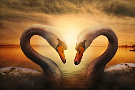 Swan Couple - animal, swan, lake, lovely