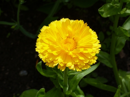 Marigold - summer, garden, yellos, flower