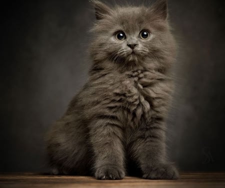 ღ❤ღ - cute, animal, beautiful, cat