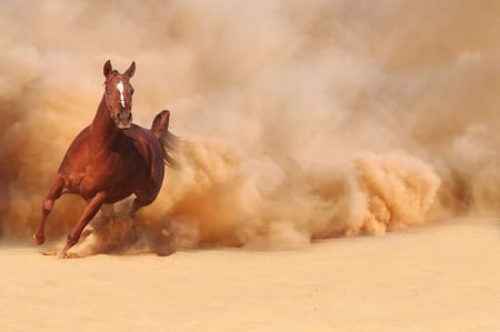 Beautiful - horses, animals, plain, wild