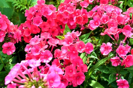 Pink Phlox - blossoms, petals, leaves, plant, summer