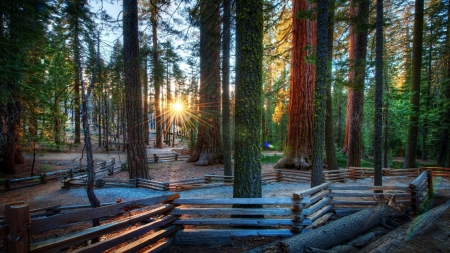 sunbeams thru trees over forest path hdr - path, rails, rays, hdr, forest, sun