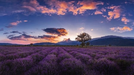 ♥ - field, lavender, nature, purple