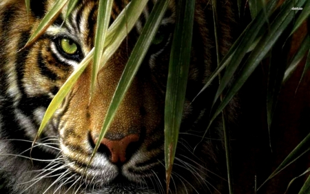 tiger in hiding - cat, feline, tiger, grass