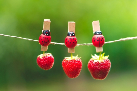 Strawberries - trio, ladybug, strawberry, red, green