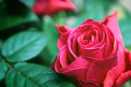 Rose - trandafir, red, green, rose, flower