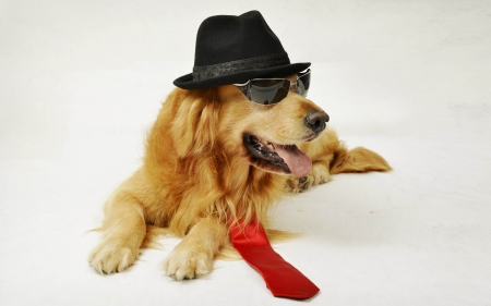 Mister Dog - evelina pentcheva, hat, golden retriever, funny, white, caine, dog, red, tie, animal