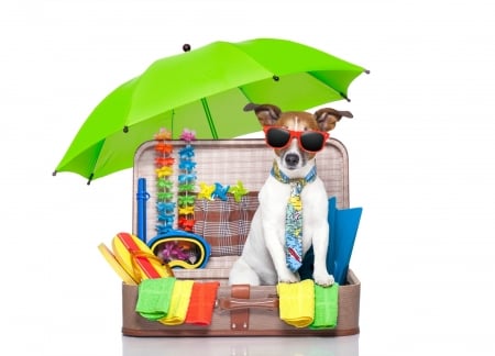 Ready for a summer day - yellow, summer, dog, sitcase, colorful, white, umbrella, animal, funny, red, green, caine, jack russell terrier, sunglasses