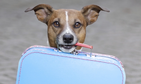 You forgott your suitcase! - summer, blue, dog, animal, vacancy, holiday, funny, caine, jack russell terrier, suitcase