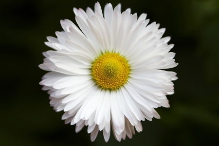 Flower - flower, wild, nature, plant