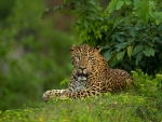 Leopard