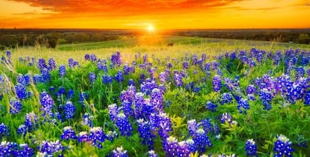 Texas bluebonnets - pretty, summer, amazing, grass, sunrise, flowers, Texas, field, golden, sky, bluebonnets, sunlight, beautiful, wildflowers, glow, sunset, rays, fiery