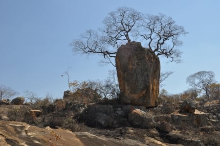 The Rock a Tree Grew Out Of - silouette, Boulders, Rock, Tree, Blue sky