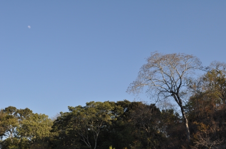 The Moon Sets Over the African Bush - Moon, Silhouette, Tree, Blue Sky