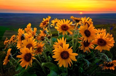 Sunflowers - nature, sunflowers, flowers, sun