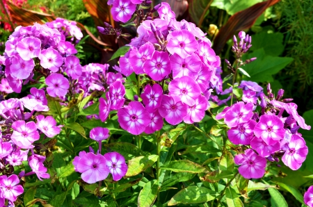 Phlox - blossoms, summer, garden, plants, flower, petals, leaves