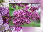 PURPLE LILACS