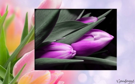 PURPLE TULIPS - flowers, purple, tulips, pretty