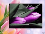 PURPLE TULIPS