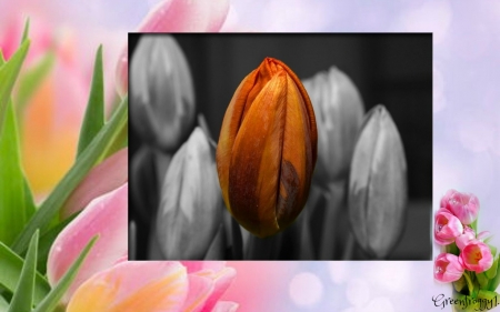 ORANGE TULIP - tulip, orange, flower, pretty