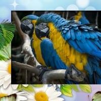 BEAUTIFUL MACAWS