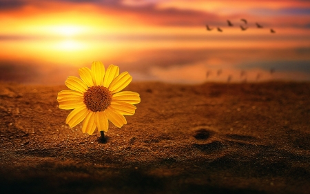 Flower - treatment, yellow, daisy, sunset, sand, flower, bird