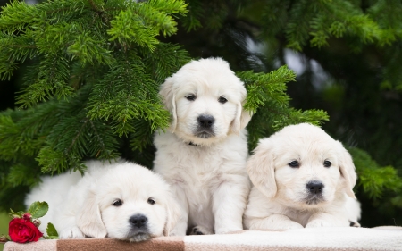 Three White Puppies - animal, retriever, fir, dog, puppies