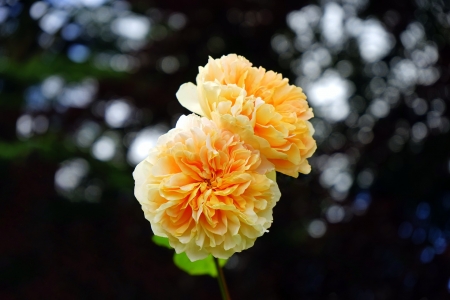 Yellow Roses - roses, flowers, yellow, macro, nature