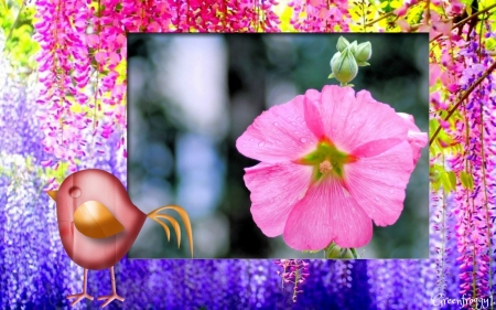 HOLLYHOCK  FLOWER - pretty, hollyhock, flower, pink