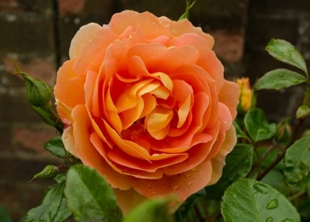 Orange Beauty - flower, rose, petals, orange, leaves, nature, green