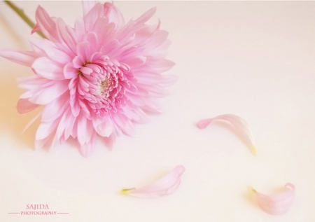 ♥ - flowers, pink, gerbera, soft