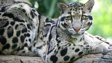 clouded leopard - clouded, leopard, feline, cat