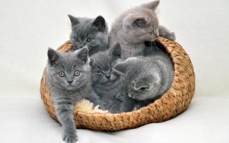 kittens in the basket - feline, basket, cat, kitten