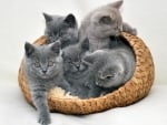 kittens in the basket