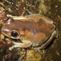 BLEATING TREE FROG