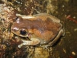 BLEATING TREE FROG