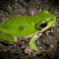 EASTERN SEDGE FROG