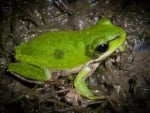 EASTERN SEDGE FROG