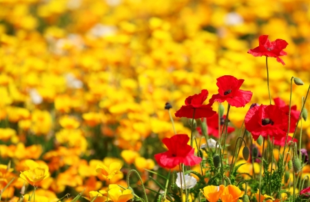 Poppies background - pretty, poppies, summer, beautiful, meadow, flowers, macro, field, background