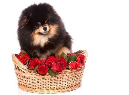 Puppy - trandafir, puppy, basket, rose, white, caine, dog, red, animal, flower